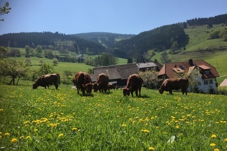 Viehherde im Frühling
